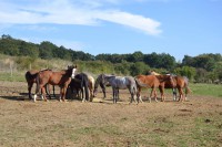 /album/fotogalerie-areal/dsc-0329-jpg1/