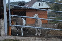 /album/fotogalerie-areal/a12042954-321196031337621-1372820982474695661-n-jpg/